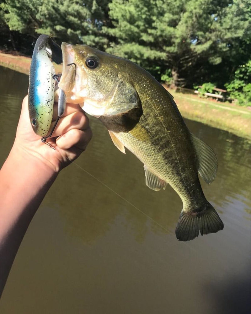 Largemouth Bass
