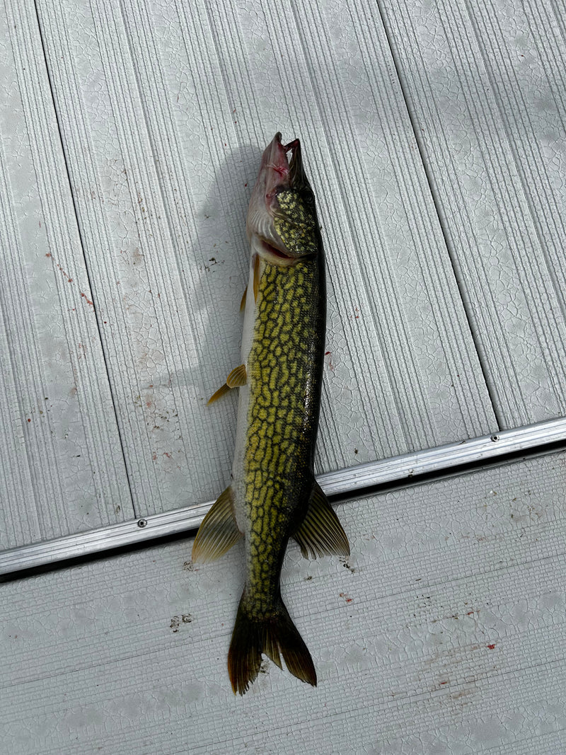 Chain Pickerel